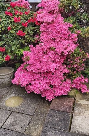 Photo 10- click for photo gallery